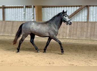 Kuc Connemara, Wałach, 2 lat, 140 cm, Siwa jabłkowita