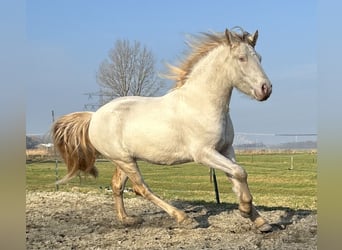 Kuc Connemara, Wałach, 3 lat, 147 cm, Cremello