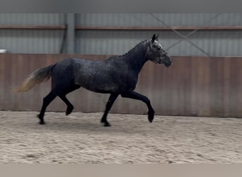 Kuc Connemara, Wałach, 3 lat, 148 cm, Stalowosiwy