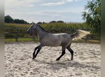 Kuc Connemara, Wałach, 3 lat, 153 cm, Siwa