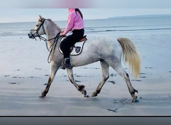 Kuc Connemara, Wałach, 3 lat, 157 cm, Siwa