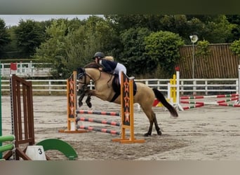 Kuc Connemara, Wałach, 4 lat, 138 cm, Bułana