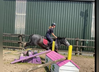 Kuc Connemara, Wałach, 4 lat, 138 cm, Karosiwa