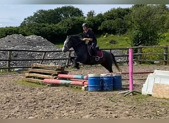 Kuc Connemara, Wałach, 4 lat, 138 cm, Karosiwa