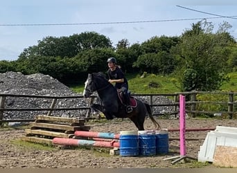 Kuc Connemara, Wałach, 4 lat, 138 cm, Karosiwa