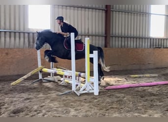 Kuc Connemara, Wałach, 4 lat, 138 cm, Karosiwa