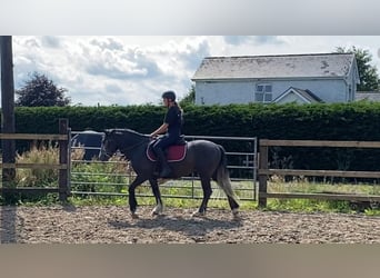 Kuc Connemara, Wałach, 4 lat, 138 cm, Karosiwa