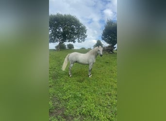 Kuc Connemara, Wałach, 4 lat, 138 cm, Siwa