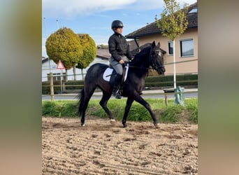 Kuc Connemara, Wałach, 4 lat, 139 cm, Karodereszowata