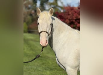 Kuc Connemara Mix, Wałach, 4 lat, 144 cm, Siwa