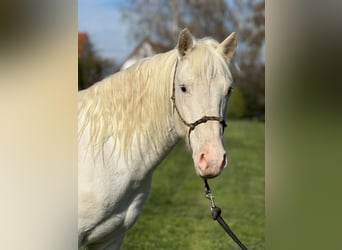 Kuc Connemara Mix, Wałach, 4 lat, 144 cm, Siwa