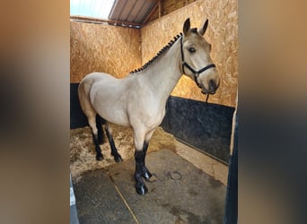 Kuc Connemara, Wałach, 4 lat, 145 cm, Bułana