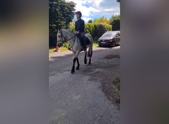 Kuc Connemara, Wałach, 4 lat, 145 cm, Bułana