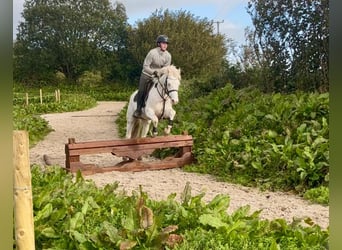 Kuc Connemara, Wałach, 4 lat, 145 cm, Cremello