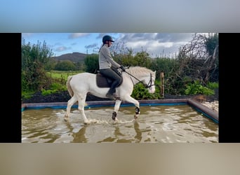 Kuc Connemara, Wałach, 4 lat, 145 cm, Cremello
