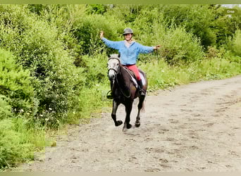 Kuc Connemara, Wałach, 4 lat, 145 cm, Siwa