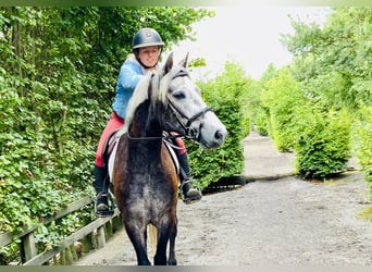 Kuc Connemara, Wałach, 4 lat, 145 cm, Siwa