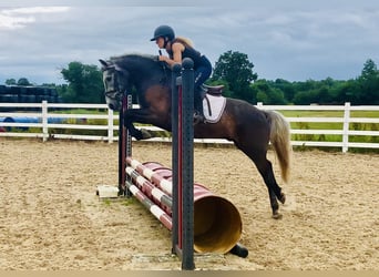 Kuc Connemara, Wałach, 4 lat, 145 cm, Siwa