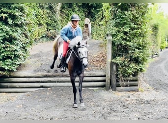 Kuc Connemara, Wałach, 4 lat, 145 cm, Siwa