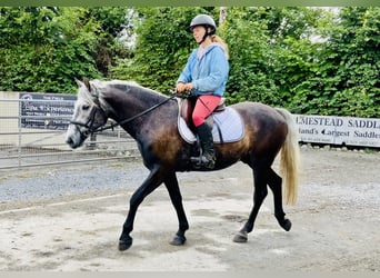 Kuc Connemara, Wałach, 4 lat, 145 cm, Siwa