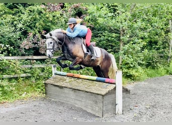 Kuc Connemara, Wałach, 4 lat, 145 cm, Siwa