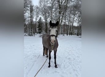 Kuc Connemara, Wałach, 4 lat, 145 cm, Siwa
