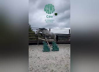 Kuc Connemara, Wałach, 4 lat, 145 cm, Siwa