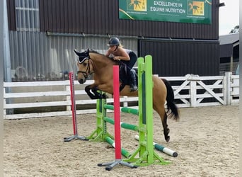 Kuc Connemara, Wałach, 4 lat, 146 cm, Bułana
