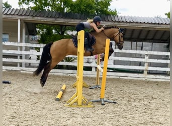 Kuc Connemara, Wałach, 4 lat, 146 cm, Bułana