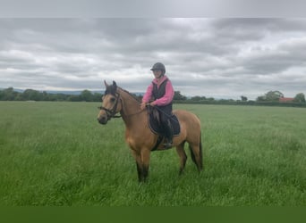 Kuc Connemara, Wałach, 4 lat, 146 cm, Bułana