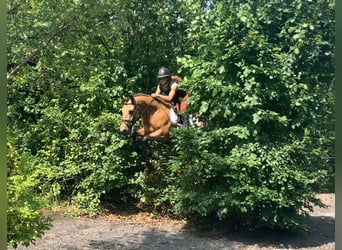 Kuc Connemara, Wałach, 4 lat, 146 cm, Bułana