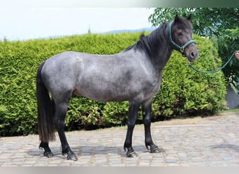 Kuc Connemara, Wałach, 4 lat, 146 cm, Gniadodereszowata