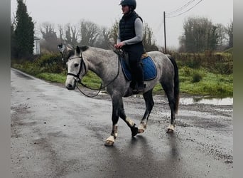Kuc Connemara, Wałach, 4 lat, 146 cm, Siwa