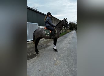 Kuc Connemara, Wałach, 4 lat, 147 cm, Siwa