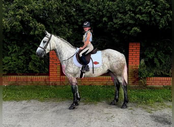 Kuc Connemara, Wałach, 4 lat, 147 cm, Siwa
