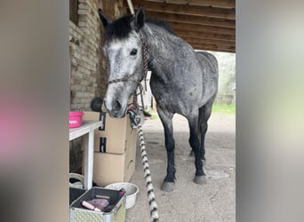 Kuc Connemara, Wałach, 4 lat, 148 cm, Siwa jabłkowita