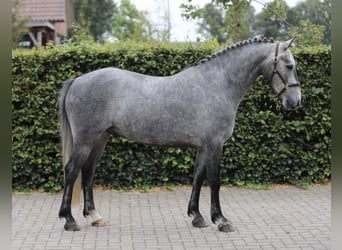 Kuc Connemara, Wałach, 4 lat, 148 cm, Siwa