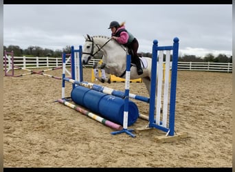 Kuc Connemara, Wałach, 4 lat, 148 cm, Siwa