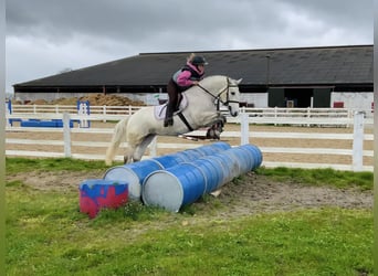 Kuc Connemara, Wałach, 4 lat, 148 cm, Siwa