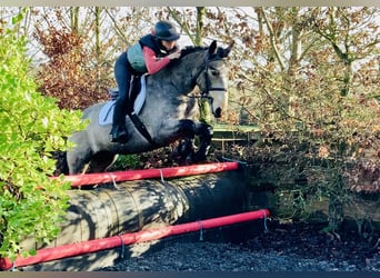 Kuc Connemara, Wałach, 4 lat, 152 cm, Bułana