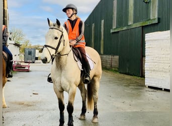 Kuc Connemara, Wałach, 4 lat, 152 cm, Bułana