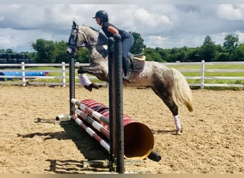 Kuc Connemara, Wałach, 4 lat, 152 cm, Siwa jabłkowita