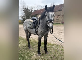 Kuc Connemara, Wałach, 4 lat, 152 cm, Siwa jabłkowita