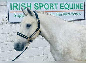 Kuc Connemara, Wałach, 4 lat, 152 cm, Siwa