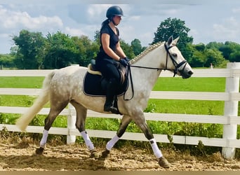 Kuc Connemara, Wałach, 4 lat, 152 cm, Siwa