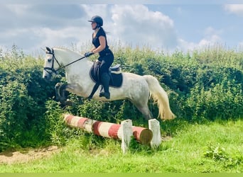 Kuc Connemara, Wałach, 4 lat, 152 cm, Siwa