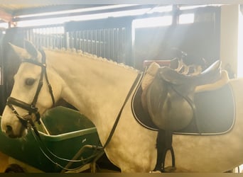Kuc Connemara, Wałach, 4 lat, 152 cm, Siwa