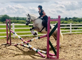 Kuc Connemara, Wałach, 4 lat, 152 cm, Siwa