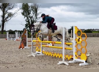 Kuc Connemara, Wałach, 4 lat, 152 cm, Siwa