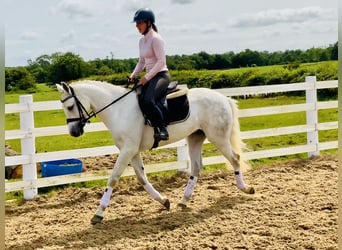 Kuc Connemara, Wałach, 4 lat, 152 cm, Siwa